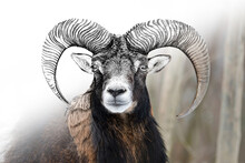 Hand Drawing And Photography Mouflon Combination. Sketch Graphics Animal Mixed With Photo