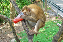 A Fluffy Beige Monkey Sits On A Tree. In The Hands - A Large Plastic Glass With Smoothies. The Animal Is Eating. Thailand. Close-up.