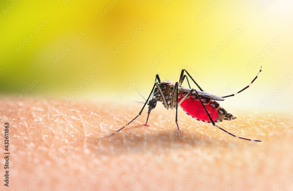 Aedes mosquitoe is sucking blood on human skin - obrazy, fototapety, plakaty 