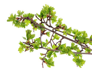 Wall Mural - spring april forest thorny hawthorn leaves and buds isolated
