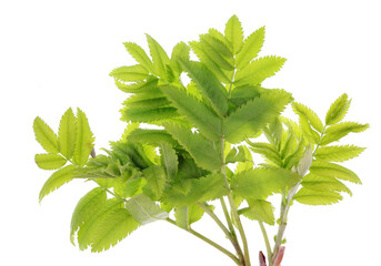 Wall Mural - spring april rowan tree leaves isolated