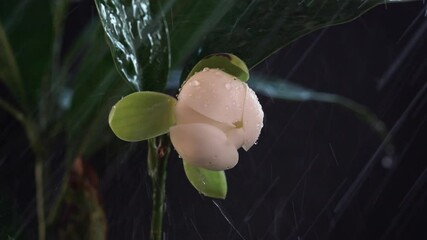 Wall Mural - White magnolia flowers and leaves on black background and watering plants.