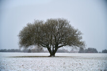 Lone Tree In Light Snowfall Winter Field