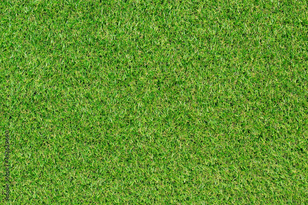 top view green grass texture for background Stock Photo | Adobe Stock