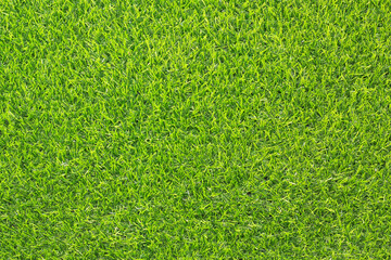 Sticker - top view green grass texture for background