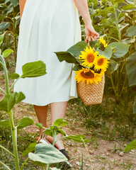 Wall Mural - young woman in sundress walking by sunflowers field on sunset