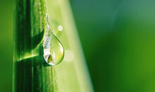 Beautiful Water Drop Sparkle On A Blade Of Grass In Sunlight, Macro. Big Droplet Of Morning Dew Outdoor. Amazing Artistic Image Of Purity Of Nature.