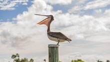 A Brown Pelican Begins To Yawn While Sitting On Top Of A Wooden Pile