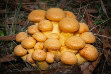 Orange Fungi Bunch Growing On The Forest Floor. Closeup Macro Detail, Toad Stools In The Leaf Litter. South Australia.