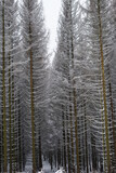 Fototapeta  - Wood and forest in the harz mountains