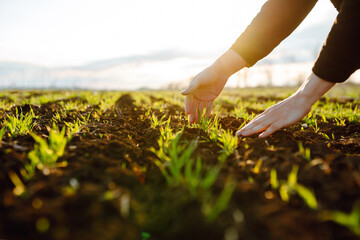 Wall Mural - Young Green wheat seedlings in the hands of a farmer. Organic green wheat in the field. Sunset light. Agro business. Harvesting.