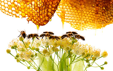 Poster - Linden flowers and bees isolated on a white background