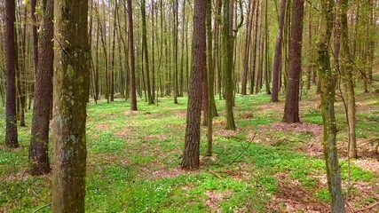 Wall Mural - Not high flight in beautiful spring forest. 4k AERIAL.