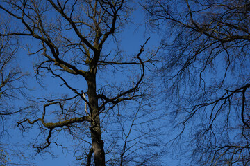 branches under blue sky