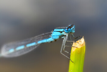 Wall Mural - blue dragonfly on leaf