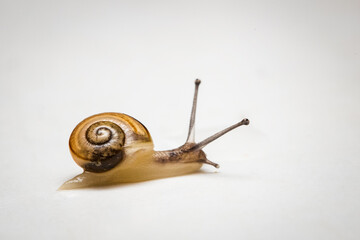 Wall Mural - Little snail crawling on a white plate.