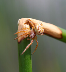 Wall Mural - spider on a leaf