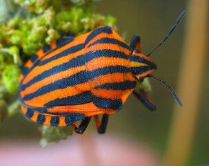 Wall Mural - bug on leaf