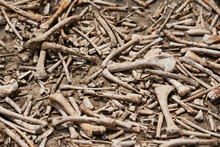 A Pile Of Animal Bones Texture Background. Skelton      