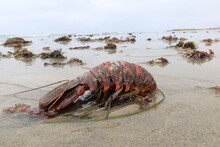 Lobster Carapace On The Beach Left Over From Molting And Deposited By The Waves