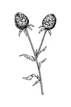 Hand Drawn Burdock Isolated On White.  Vector Illustration In Sketch Style