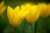 Fototapeta Dmuchawce - Yellow beautiful meadow flowers tulips or narcisss grow in a meadow or in a garden