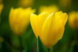 Fototapeta Dmuchawce - Yellow beautiful meadow flowers tulips or narcisss grow in a meadow or in a garden