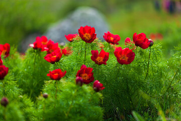 Red beautiful meadow flowers poppies grow on a meadow or in a garden