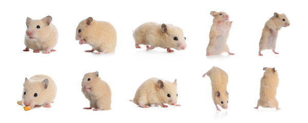 Wall Mural - Set with cute funny hamsters on white background. Banner design