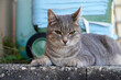 Soft focus of a gray cat lying on concrete pavement
