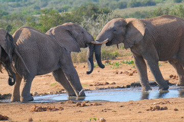 South African Elephants playing in the water