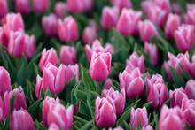 Selective Focus Of Tulips Growing On A Plantation. Purple White, Beautiful Spring Flowers.