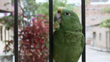 Medium Shot Of A Talking Parrot On Metal Fence