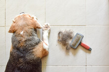 A Beagle With Big Pile Of Dog Hair And Which Brush To Comb Out The Dog On Floor, Bunch Of Dog Hair After Grooming, Shedding Tool, Hair Combed From The Dog With Brush, Top View