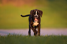 Young Boxer Dog Puppy Walking Outdoors At Sunset