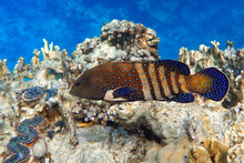 Peacock Grouper (cephalopholis Argus) - Coral Fish - Red Sea