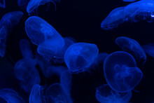 Jellyfish. Transparent Jellyfish Swims In The Water Of The Aquarium. Close-up. Underwater World.