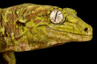Mossy New Caledonian gecko (Mniarogekko chahoua)
