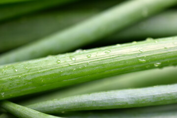 Wall Mural - Green onion on green close-up on white background