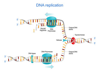 Wall Mural - DNA replication. Okazaki fragments