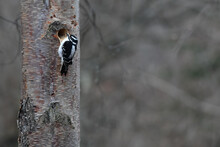 A Female Downy Woodpecker Prepares To Nest In A Hole She Created In A Dead Birch Tree.