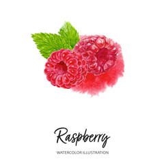 Wall Mural - Raspberry watercolor illustration isolated on splash background