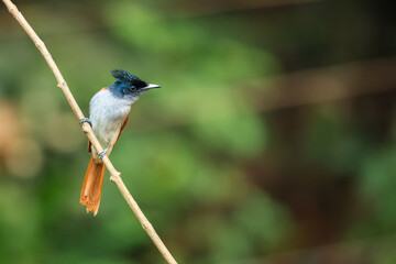 Wall Mural - An Asian Paradise-flycatcher or Terpsiphone paradisi (Female) in the reserved forest of Thattekkad, Kerala, India
