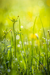 Summer meadow, green grass field and wildflowers in warm sunlight, soft focus, warm pastel tones. Abstract nature background concept, bokeh, selective focus