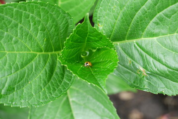 yellow ladybug in green leaf