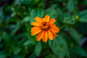 Wall Mural - Macro closeup of orange yellow red daisy narrowleaf zinnia flowers in garden showing detail and texture with blurry green leaves background