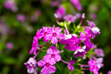 Canvas Print - Closeup of pink purple meadow phlox flowers in summer in Virginia with rain water drops and bokeh green background in garden