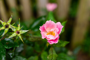 Wall Mural - Macro closeup of light pink blooming rose detail and texture opening in garden by fence with bokeh background