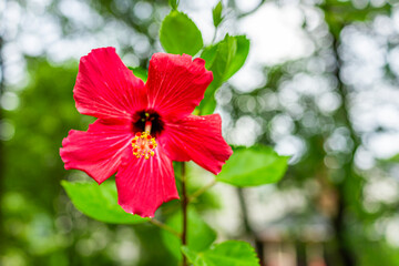 Wall Mural - Macro closeup of one vibrant vivid red hibiscus flower showing detail and texture against bokeh background with green leaves