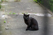 Czarny kot siedzący na betonowej drodze